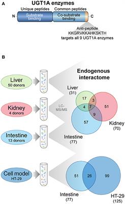 Endogenous Protein Interactome of Human UDP-Glucuronosyltransferases Exposed by Untargeted Proteomics